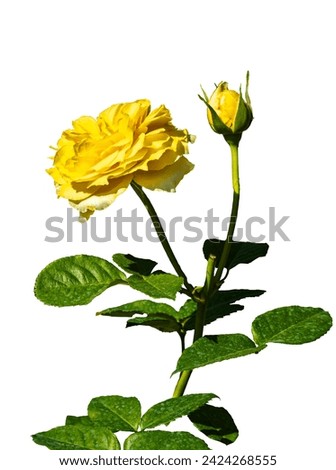 Closed up of a beautiful yellow rose with a blur view of its stem, green leaves and yellow rose bulb in a white background