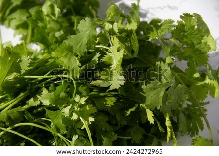 Fresh green cilantro leaves, aromatic herb closeup.