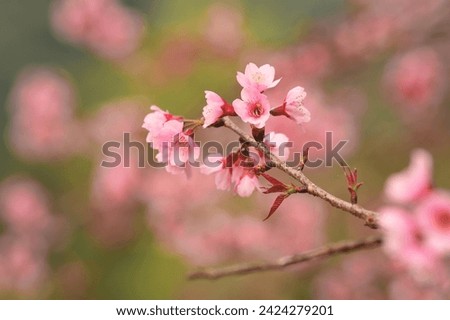 Phaya suae flower or sakura flower in Thailand Royalty-Free Stock Photo #2424279201
