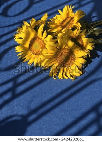 common sunflowers with sunlight shadow