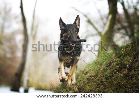 german shepherd dog puppy running