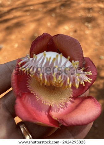 Close up of Cannonball tree flower, hairy flower