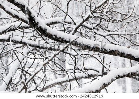 Winter. The bushes and trees were covered with snow after heavy snowfall. Snow lies on each branch. Bright white snow contrasts with dark branches. Snowing.
