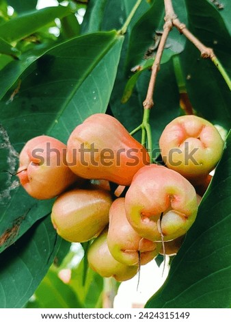 Tropical fruit, rose apple in the backyard, pink, sweet, crisp and delicious.