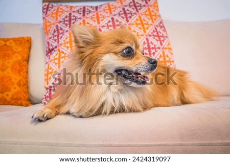 A fluffy Pomeranian puppy playing with a plush toy on an elegant sofa, glancing curiously at the camera.