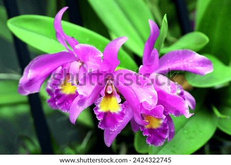 A closeup of blooming purple cattleya orchid flowers with green leaves in the background, image for mobile phone screen, display, wallpaper, screensaver, lock screen and home screen or background