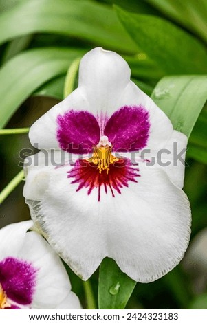 the closeup image of orchid Miltoniopsis flower. 