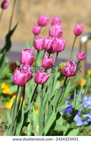 A gorgeous flower arrangement that looks like it's dancing, colorful tulip petals