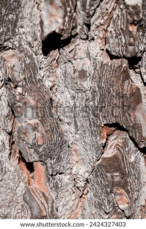 Pinus Nigra trunk and bark in the natural park of Sierra de Cazorla y Segura