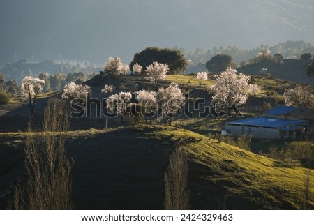 Almond trees in bloom in the natural park of Sierra de Cazorla y Segura Royalty-Free Stock Photo #2424329463