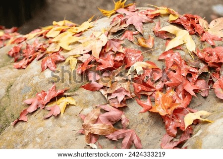 yellow and red mountain maple leaf on a large rock at Phu Hin Rong Kla, Phitsanulok, Thailand. Royalty-Free Stock Photo #2424333219