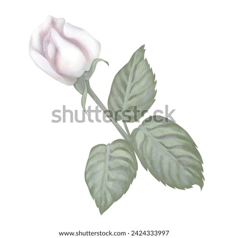 Watercolor vintage set of white roses, green leaves, lilac, eucalyptus in a pastel color for wedding, Women's Day, Valentine's Day, template, clipart, wallpaper, scrapbook.