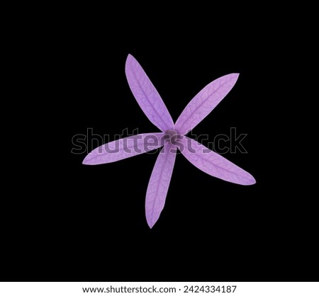 Purple wreath or Sandpaper vine or Queen's wreath flowers. Close up purple small flower isolated on black background.