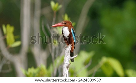 White-throated kingfisher perched on branch in natural habitat. Wildlife and nature. Royalty-Free Stock Photo #2424339959
