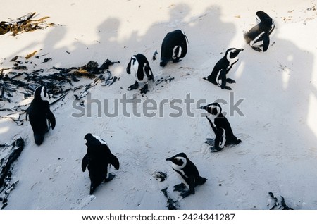 Penguins hanging out at the beach in South Africa