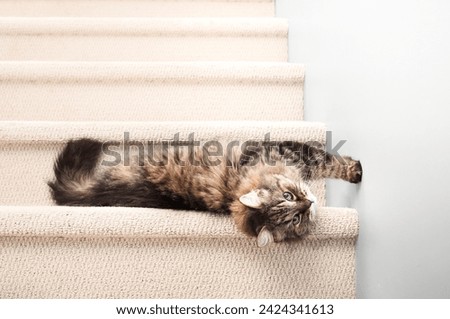 Senior tabby cat rolling and stretching on stairs while looking at camera. Relaxed healthy super senior or geriatric cat.18 years old, female, brown long hair tabby cat. Selective focus. Royalty-Free Stock Photo #2424341613
