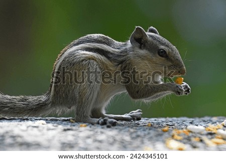 The Indian palm squirrel or three-striped palm squirrel is a species of rodent in the family Sciuridae found naturally in India and Sri Lanka. The photograph has been taken in New Delhi, India.  
