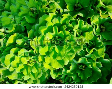 Close-up of stunning Pistia Stratiotes(Kiambang,Water cabbage,water rose,jalpari,Nile cabbage,Shell flower) aquarium green live plant,easy to grow floating plant hd stock image
