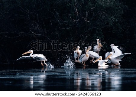 Pelican colony in Danube Delta, Romania