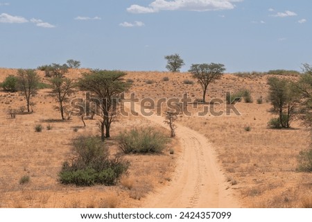 The graved road through red dunes in sunny hot day under blue sky. Photo from Kgalagadi Transfrontier Park in South Africa.