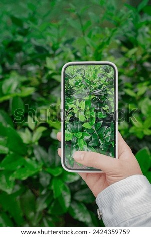Taking pictures green leaves with mobile smart phone in the nature background,  hand using phone taking photo, identifying plants from photos, Earth Day background