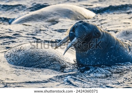 Walrus in the water in summer