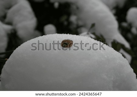 white snow and plants in winter 