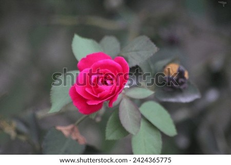 Title: "Eternal Elegance: Captivating Rose Blossom in Full Bloom"

Description:
Immerse yourself in the timeless allure of our exquisite stock photo showcasing a resplendent rose flower in full bloom.