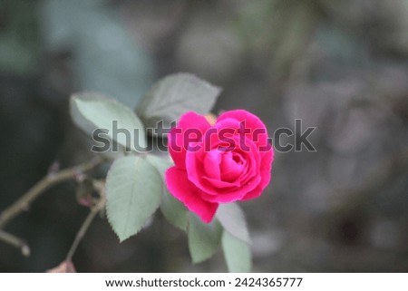Title: "Eternal Elegance: Captivating Rose Blossom in Full Bloom"

Description:
Immerse yourself in the timeless allure of our exquisite stock photo showcasing a resplendent rose flower in full bloom.