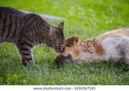 Animals friendship. Cat playing with a dog on a grass. pet photography.