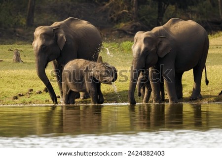 Asian elephant (Elephas maximus), also known as the Asiatic elephant, two mothers with two calves by the water. An elephant plays with water and splashes water with its trunk. Royalty-Free Stock Photo #2424382403