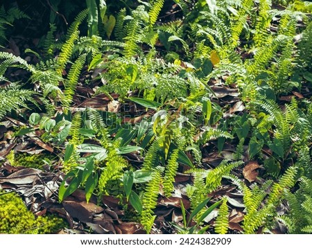 Fern leaves deep in the mountain forest during the rainy season are moist.