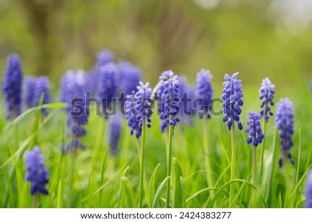 Grape hyacinth, Armenian grape hyacinth or garden grape-hyacinth (Muscari armeniacum) blue flowers in early Spring. Early spring blooms grape hyacinth. Selective focus. Royalty-Free Stock Photo #2424383277