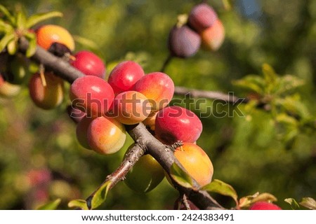 Mature red plum on the branch. Close-up. Small depth of field (DOF)