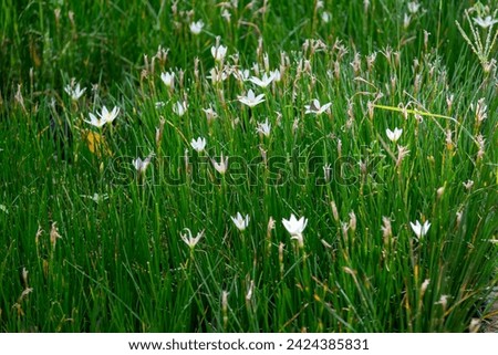 Zephyranthes candida, with common names that include autumn zephyrlily, white windflower, white rain lily, and Peruvian swamp lily, is a species of rain lily Royalty-Free Stock Photo #2424385831