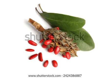 Magnolia lardge cone with red seed and green leaves on white background
