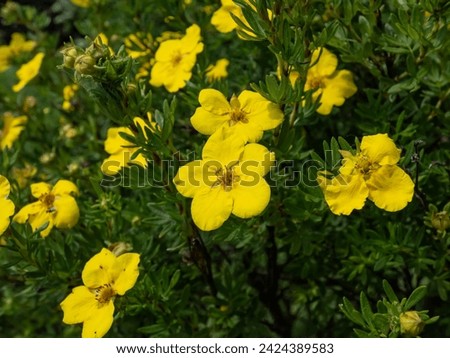 Shrubby cinquefoil (Pentaphylloides fruticosa) 'Dacota sunspot' with bright green foliage flowering with deep golden flowers all summer Royalty-Free Stock Photo #2424389583