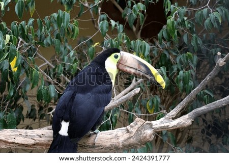 Vibrant Colored Toucan, Toucan Resting in a Tree, Toucan in the Nature.
