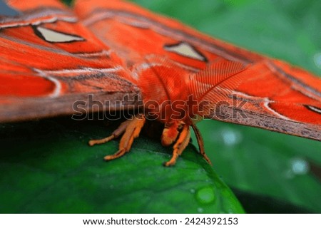 close-up photo of an Attacus atlas