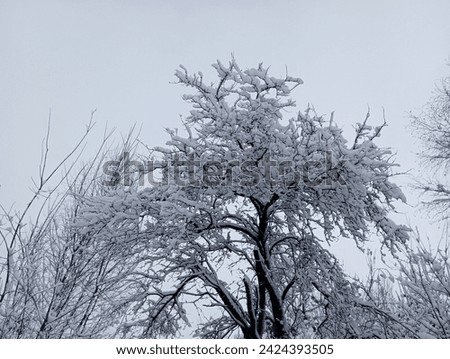 The top of a snow-covered tree. The whole tree is covered with a thick layer of fresh wet snow. Winter theme of cold and precipitation.