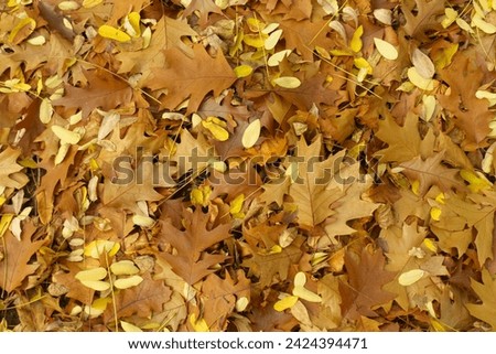 Cover of brown fallen leaves of northern red oak on the ground in November Royalty-Free Stock Photo #2424394471