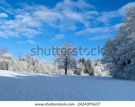 Forest view in the snowy  Snow-covered fields and trees under blue sky winter wonderland landscape in Switzerland.