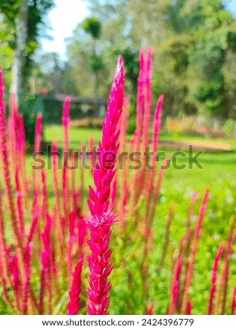A close-up of Celosia kelos candela pink flamingo feather purple seeds, beautiful pink spike flower in a field.Hd hi-res jpg stock image photo in vertical background selective focus blurred background