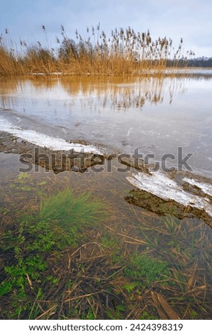 Partially frozen Bug river in winter, reeds and forest in the distance, morning