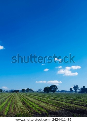 Farm Land Crops In rural india