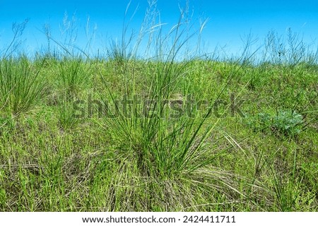 Vegetated dune. Valley of the Don River, spring temperate grassland, fescue-forb steppe. Feather-grass (Stipa sp.) beginning of flowering. Southern Russia Royalty-Free Stock Photo #2424411711