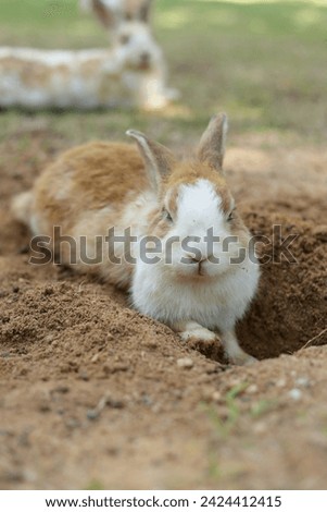 Brown rabbit lying in a hole on the ground outdoors. Small pets. Zoo concept. easter festival