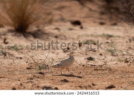 Burchell's sandgrouse - Pterocles burchelli on red sand of Kalahari Desert. Photo from Kgalagadi Transfrontier Park in South Africa.