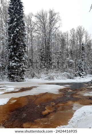 A brown river flows through a winter forest among snow-covered fir trees. Photo landscape.