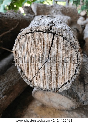 A close-up of Mangifera Indica (dried bark,wood,timber,log,tree piece,firewood,trunk)cut section showing cracks on the surface.Ultra hd hi-res jpg stock image photo picture vertical background.
